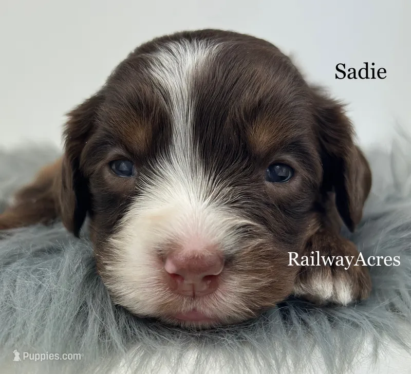Sadie – Miniature Bernedoodle puppy for sale in Milford, IN