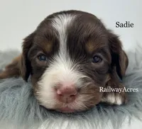 Sadie, a male Miniature Bernedoodle for sale in Milford, IN – 1 of 2