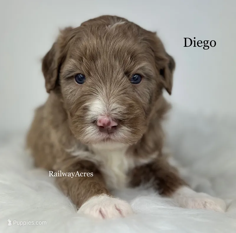 Diego – Golden Mountain Doodle puppy for sale in Milford, IN