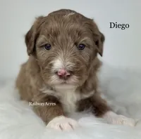 Diego, a male Golden Mountain Doodle for sale in Milford, IN – 1 of 2