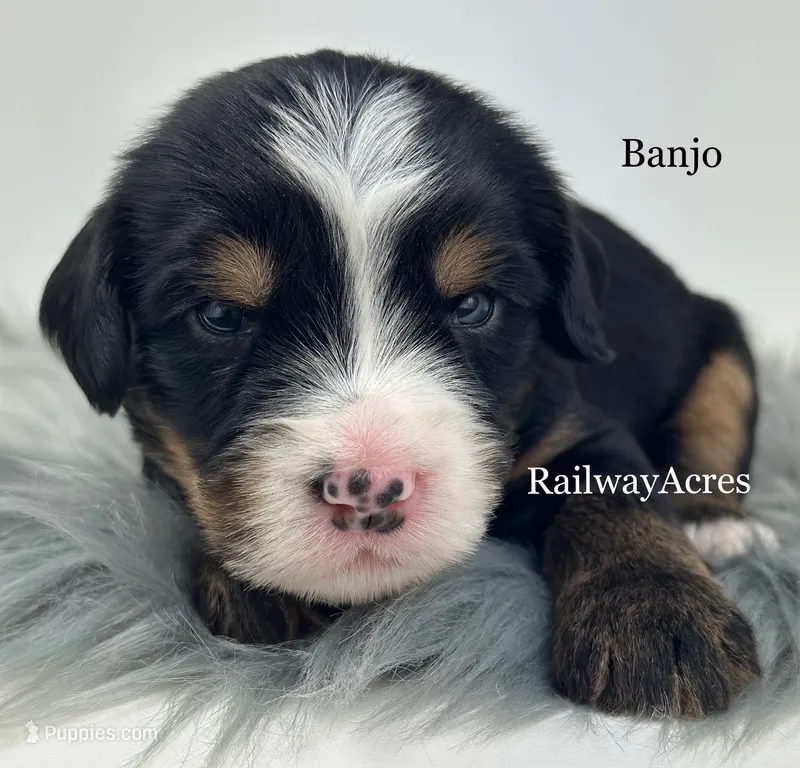 Banjo – Miniature Bernedoodle puppy for sale in Milford, IN