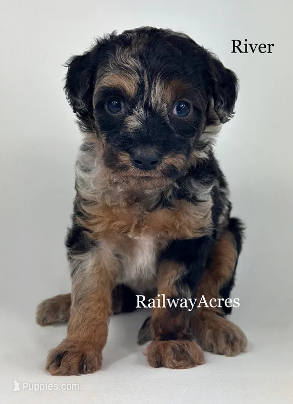 River – Miniature Goldendoodle puppy for sale in Milford, IN