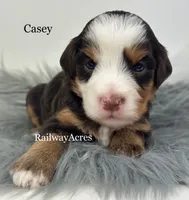 Casey, a female Miniature Bernedoodle for sale in Milford, IN – 1 of 2