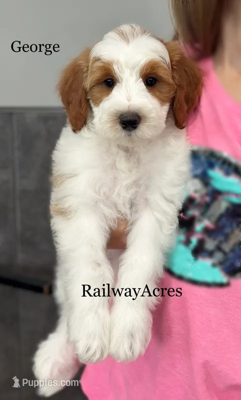 George-Petite – Miniature Goldendoodle puppy for sale in Milford, IN