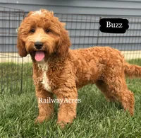 Buzz, a male Miniature Goldendoodle for sale in Milford, IN – 2 of 9