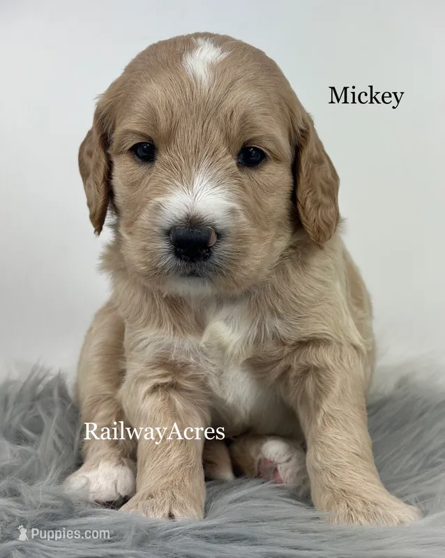 Mickey- F1 Standard – English Goldendoodle puppy for sale in Milford, IN