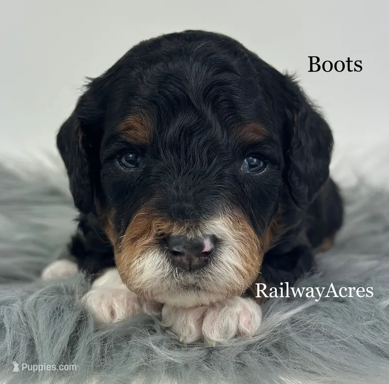 Boots-Petite – Miniature Goldendoodle puppy for sale in Milford, IN