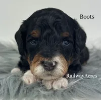 Boots-Petite, a male Miniature Goldendoodle for sale in Milford, IN – 1 of 2