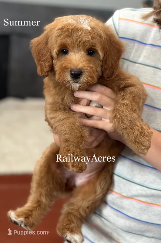 Summer-Petite – Miniature Goldendoodle puppy for sale in Milford, IN
