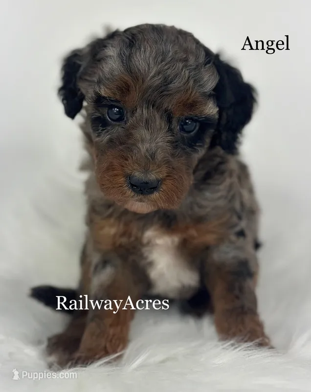 Angel – Miniature Goldendoodle puppy for sale in Milford, IN