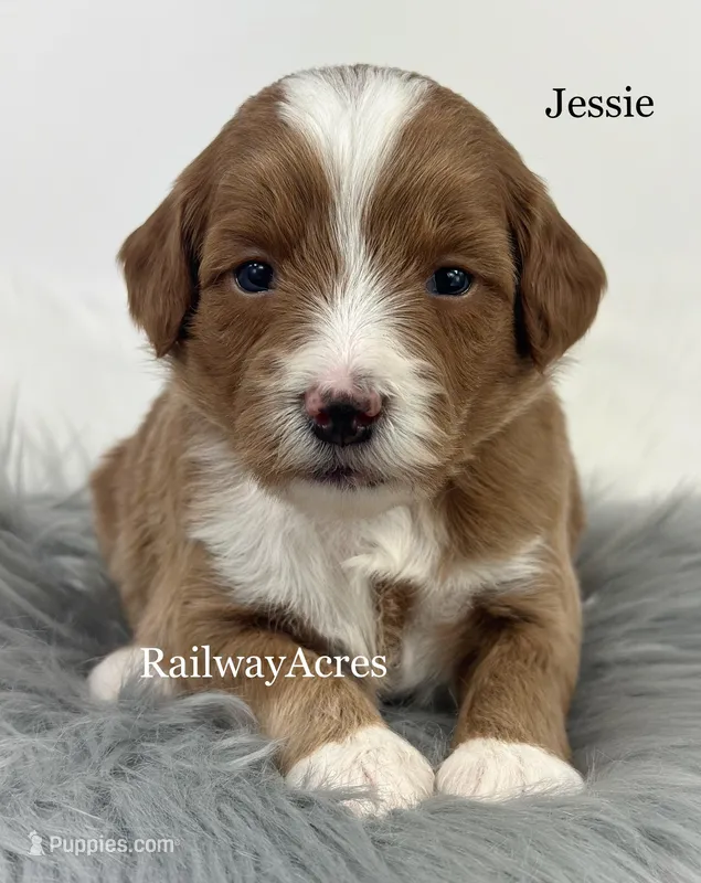 Jessie – Miniature Goldendoodle puppy for sale in Milford, IN