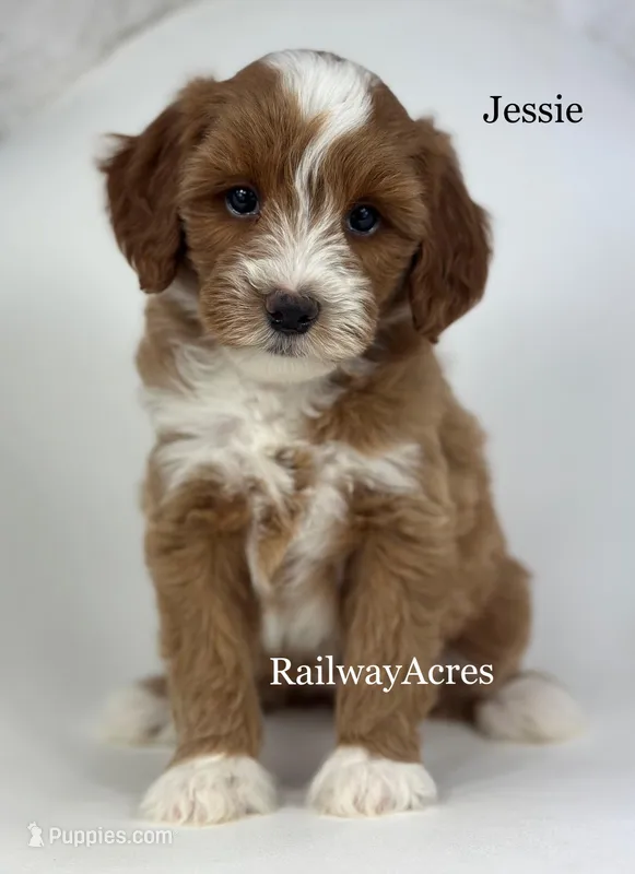 Jessie – Miniature Goldendoodle puppy for sale in Milford, IN