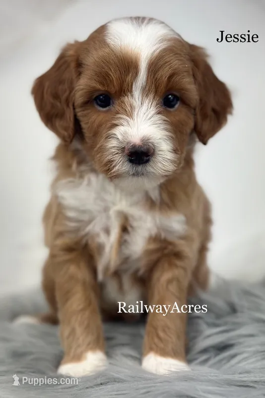 Jessie – Miniature Goldendoodle puppy for sale in Milford, IN