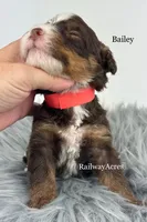 Bailey, a male Miniature Bernedoodle for sale in Milford, IN – 2 of 2