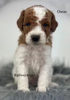 Oscar-Petite, a male Miniature Goldendoodle for sale in Milford, IN – 2 of 4