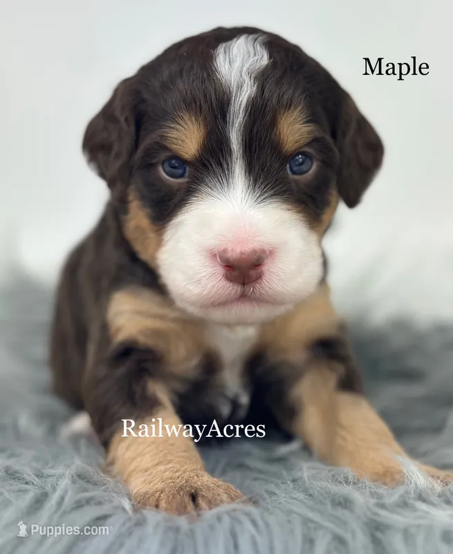 Maple – Miniature Bernedoodle puppy for sale in Milford, IN