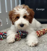 George-Petite, a male Miniature Goldendoodle for sale in Milford, IN – 3 of 7