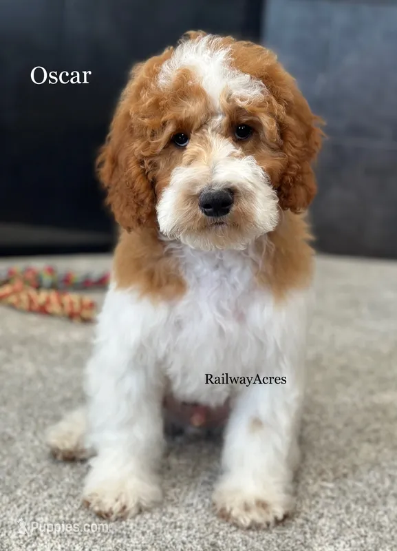 Oscar-Petite – Miniature Goldendoodle puppy for sale in Milford, IN