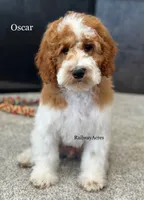 Oscar-Petite, a male Miniature Goldendoodle for sale in Milford, IN – 1 of 8