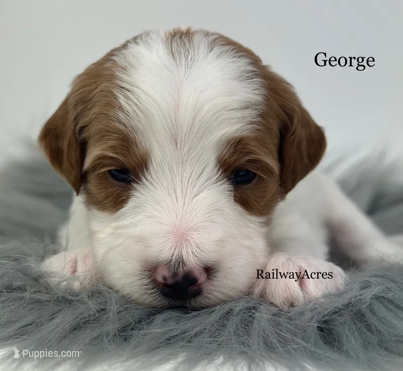 George-Petite – Miniature Goldendoodle puppy for sale in Milford, IN