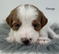George-Petite, a male Miniature Goldendoodle for sale in Milford, IN – 1 of 2