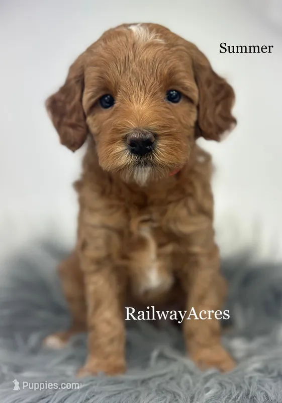 Summer-Petite – Miniature Goldendoodle puppy for sale in Milford, IN