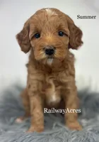 Summer-Petite, a female Miniature Goldendoodle for sale in Milford, IN – 2 of 4