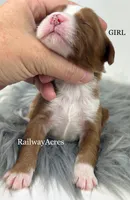 Girl 1, a female Miniature Goldendoodle for sale in Milford, IN – 2 of 2