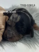 Girl 2-Merle, a female Miniature Goldendoodle for sale in Milford, IN – 1 of 2