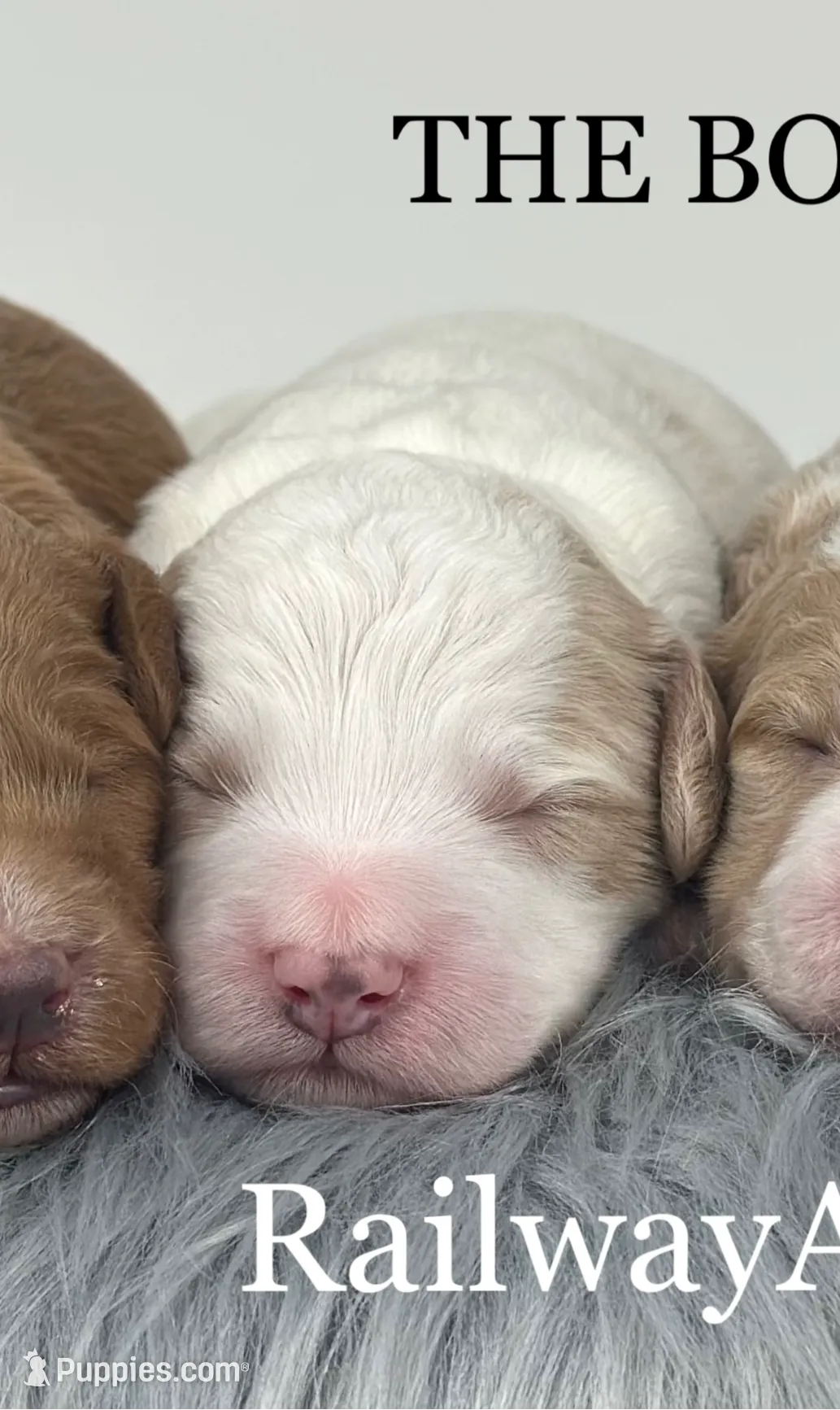 processed/68ba3d96-5364-47ee-915d-4f1771cd40e0/listing/a9c50e57-950e-414e-82a1-48fdf5412014/b2bdd5f2-cd34-484f-a8f4-e402980a1014