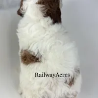 Benson-Mini, a male Miniature Goldendoodle for sale in Milford, IN – Photo 2 of 2