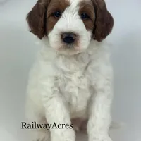 Benson-Mini, a male Miniature Goldendoodle for sale in Milford, IN – Photo 1 of 2