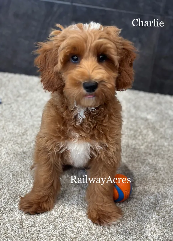 Charlie – Miniature Goldendoodle puppy for sale in Milford, IN