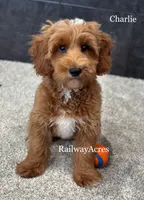 Charlie, a male Miniature Goldendoodle for sale in Milford, IN – 1 of 7