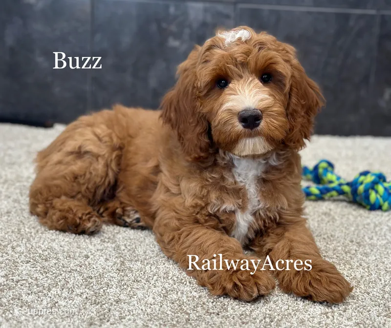 Buzz – Miniature Goldendoodle puppy for sale in Milford, IN