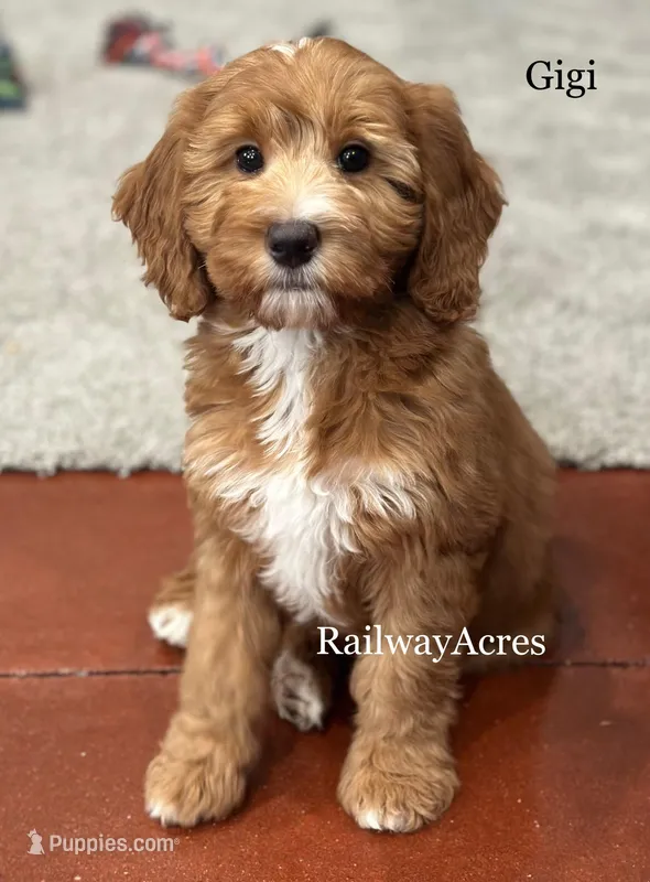 Gigi-Mini – Miniature Goldendoodle puppy for sale in Milford, IN