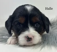 Halle, a female Cavapoo for sale in Milford, IN – 2 of 7
