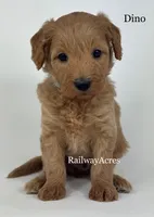 Dino, a male Miniature Goldendoodle for sale in Milford, IN – Photo 1 of 2