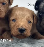 Dino, a male Miniature Goldendoodle for sale in Milford, IN – Photo 2 of 2