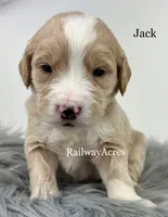 Jack, a male English Goldendoodle for sale in Milford, IN – 1 of 2