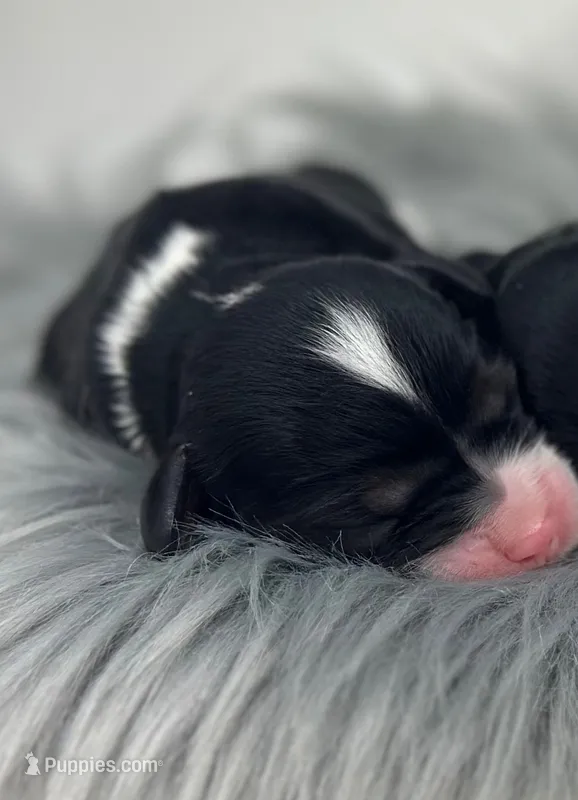 Girl 1 – Cavapoo puppy for sale in Milford, IN