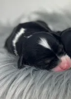 Girl 1, a female Cavapoo for sale in Milford, IN – 1 of 3