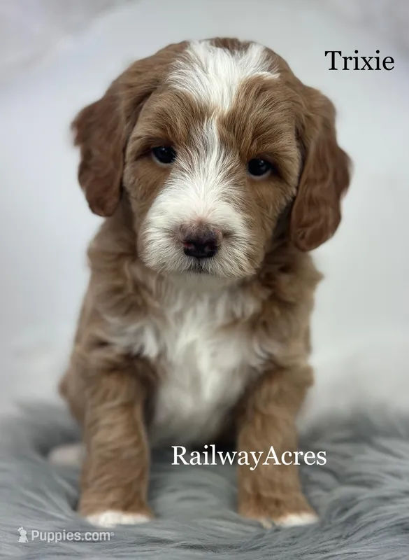 Trixie – Miniature Goldendoodle puppy for sale in Milford, IN