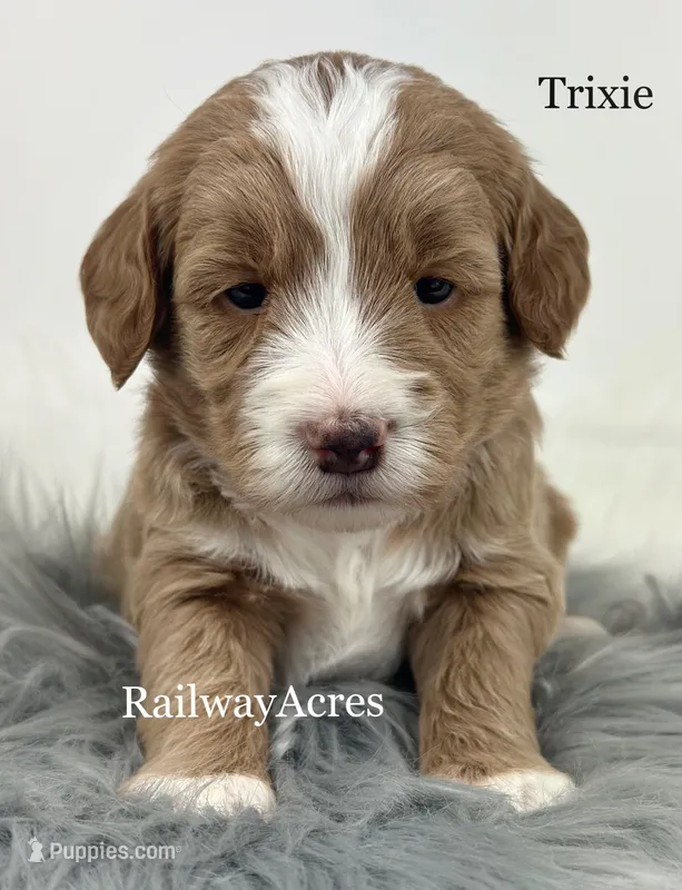 Trixie – Miniature Goldendoodle puppy for sale in Milford, IN