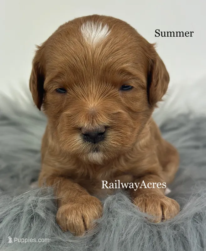 Summer-Petite – Miniature Goldendoodle puppy for sale in Milford, IN