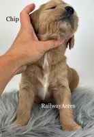 Chip- F1 Standard, a male English Goldendoodle for sale in Milford, IN – 2 of 2