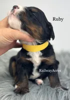 Ruby, a male Miniature Bernedoodle for sale in Milford, IN – 2 of 2
