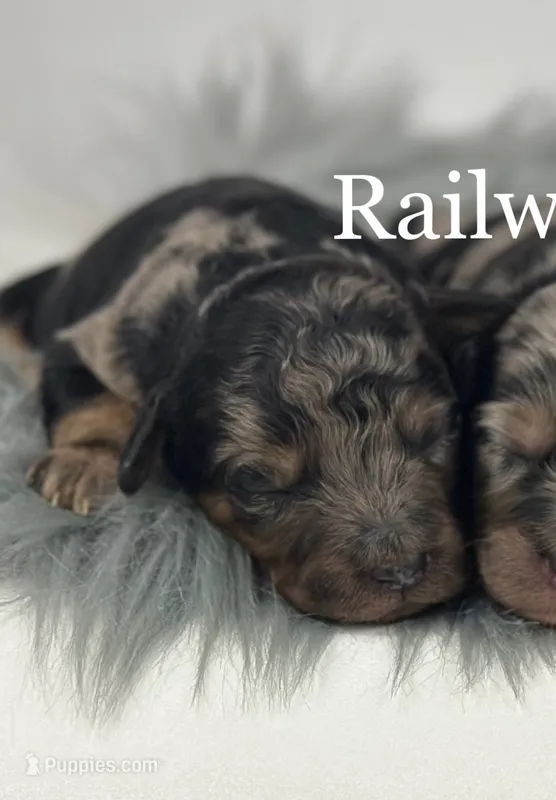 Boy 1-Merle – Miniature Goldendoodle puppy for sale in Milford, IN