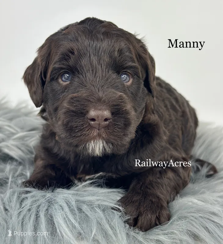 Manny – Golden Mountain Doodle puppy for sale in Milford, IN