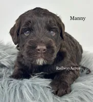 Manny, a male Golden Mountain Doodle for sale in Milford, IN – 1 of 1